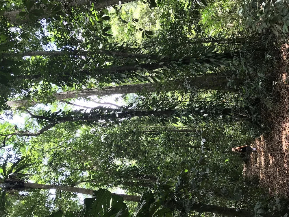 Daintree Crocodylus