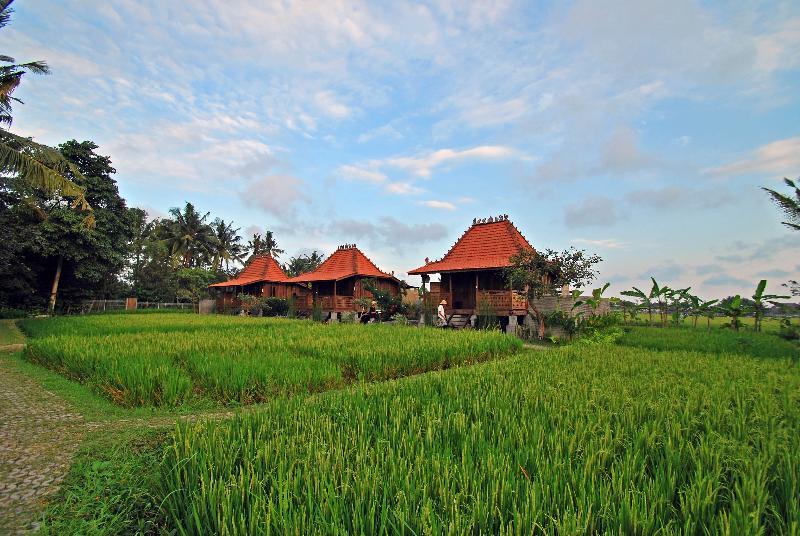 Kajane Yangloni