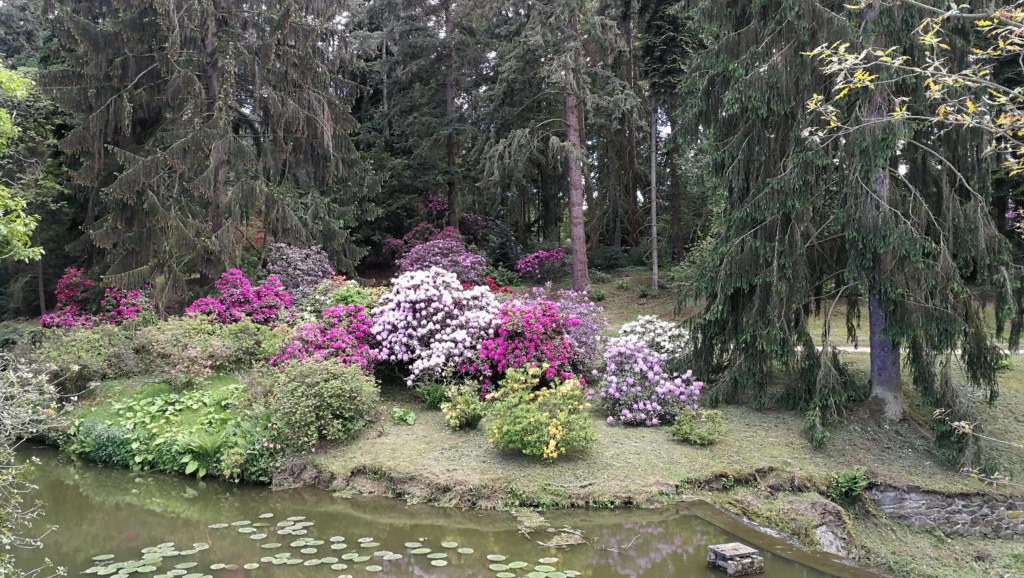 Tulipan Pruhonice - Général