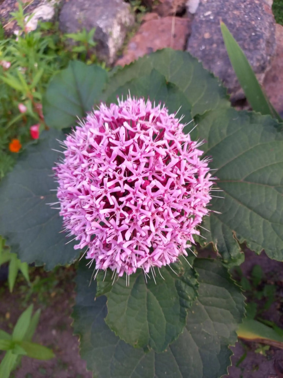 Selina Guest House - фото 42