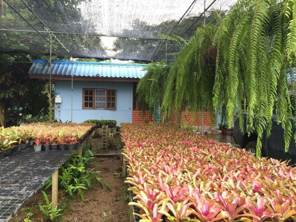 Pallada Bromeliads Resort
