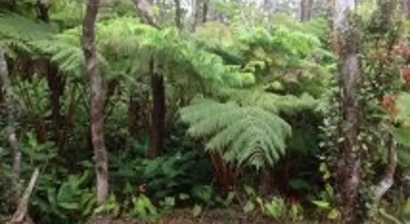 Hale Paani