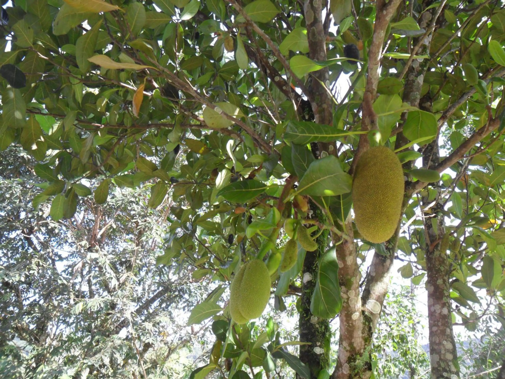 Mourada Térrea
