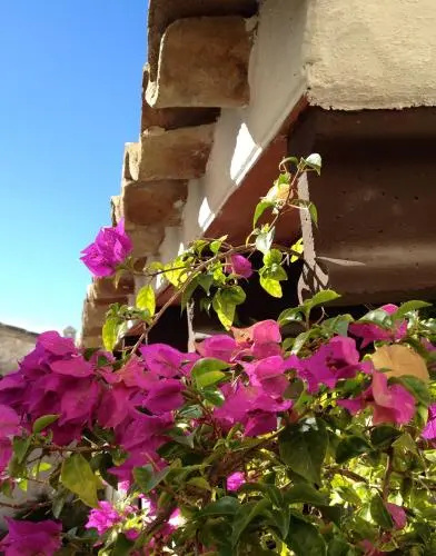 Balcony & Terrace