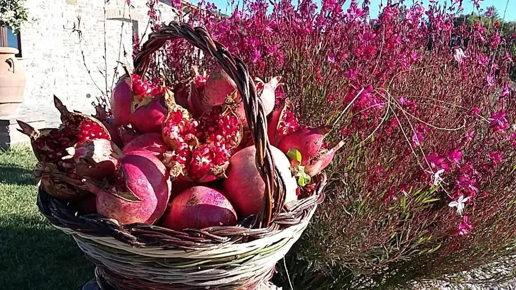 Agriturismo Valiana - Général