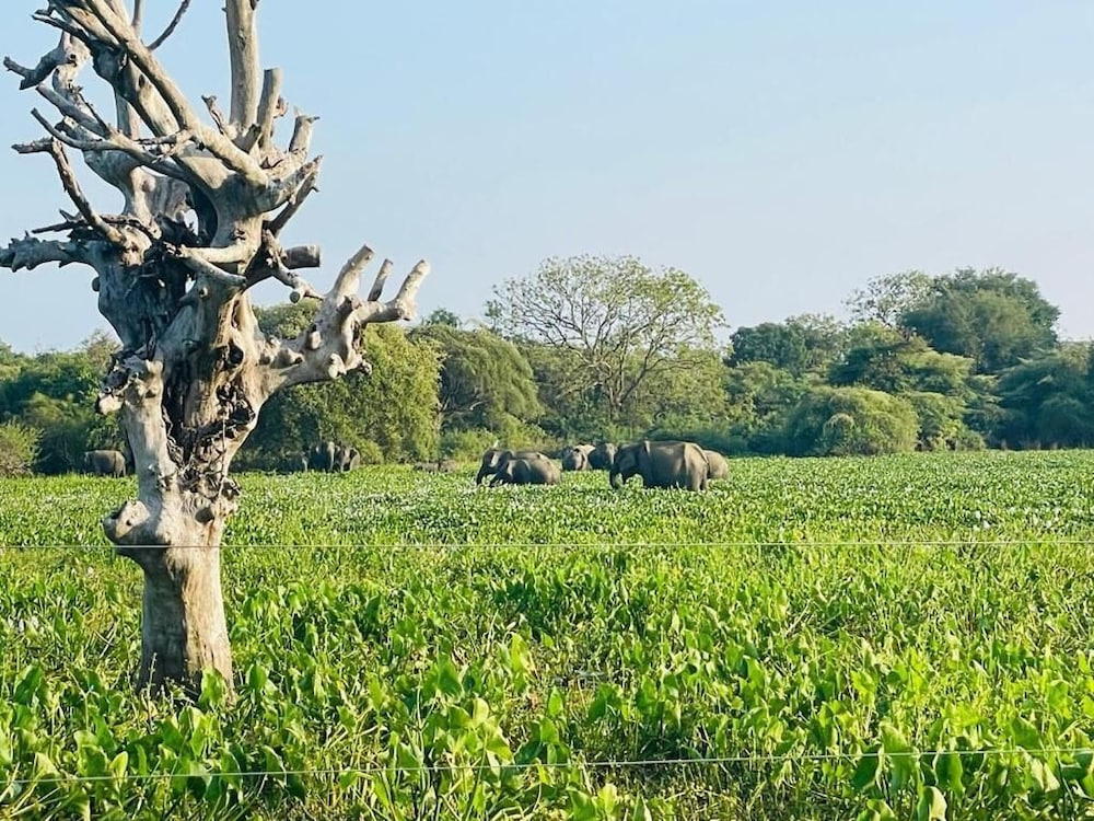 Bundala Forest Resort
