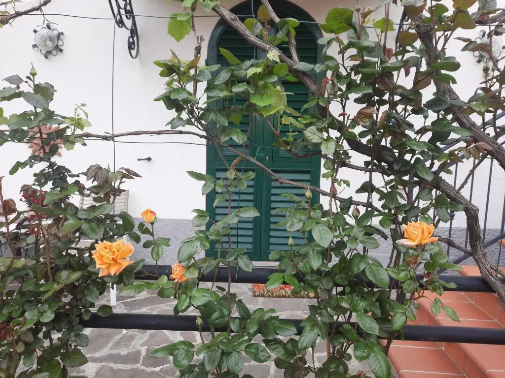Standard Double room with garden view (full double bed)