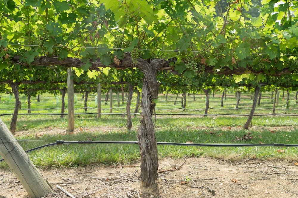 Holiday Inn Exp Stes Vineyard