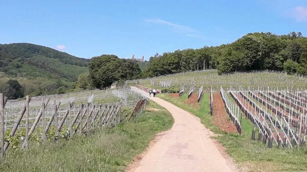Voir la photo 3 — Au coeur des vignes
