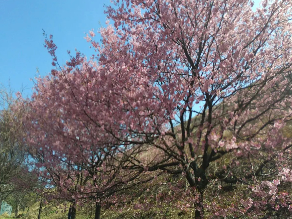 Image 12