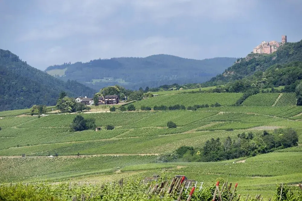 Le Clos Saint Vincent - Général
