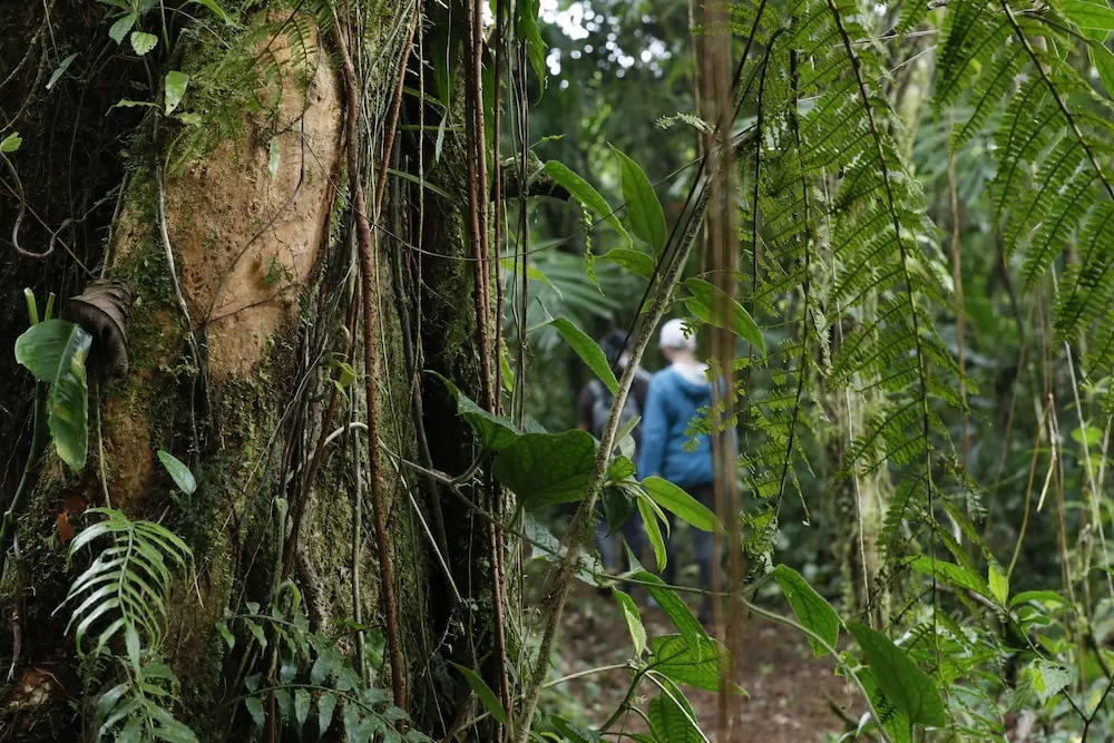 Mirador San Gerardo Lodge - фото 11