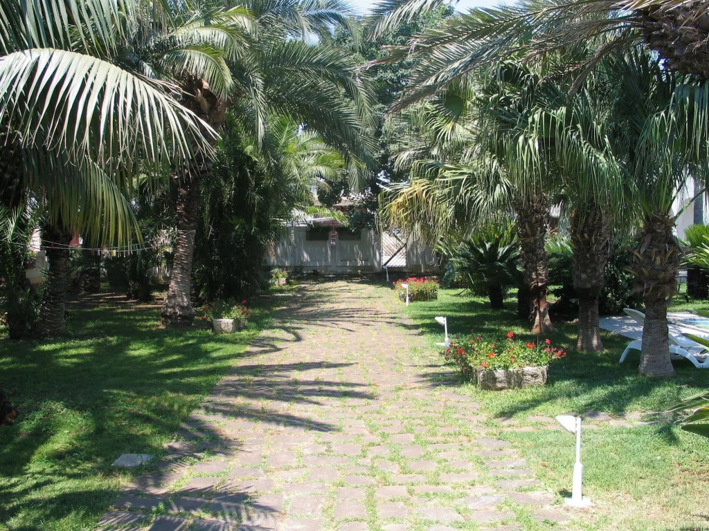 Cuore Di Palme