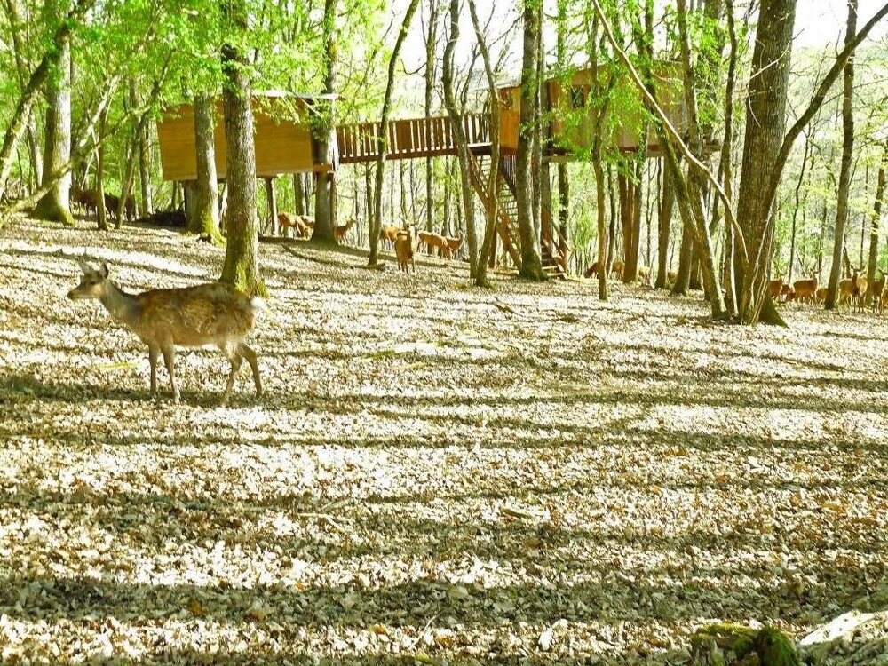 Cabanes Perchées Le Gaulois