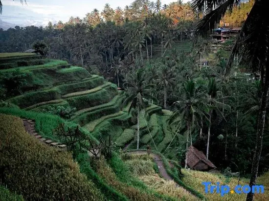 Private Room Near Ubud Monkey Forest Bali