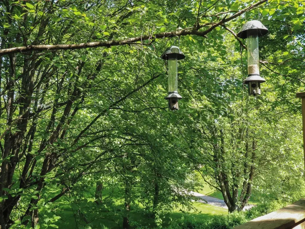 Treetops