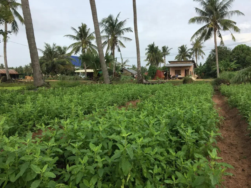 Green Life Cottage