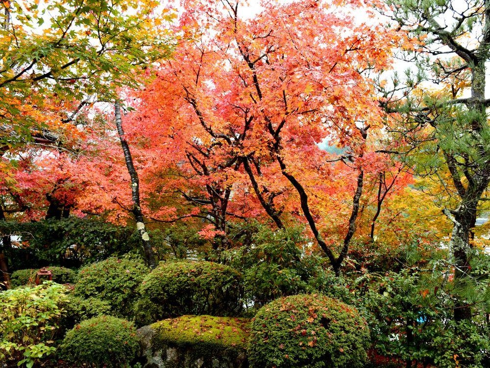 Gyozanen 사진 20