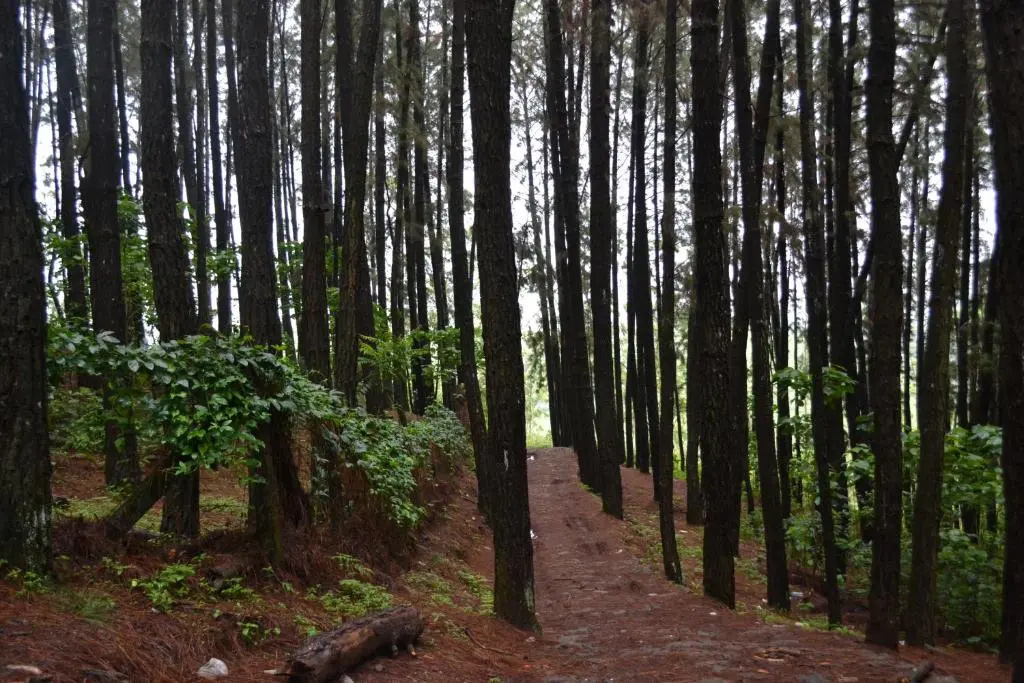 Ferndale Homestay