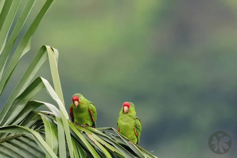 Villa Bruno - Terrace - Jungle - Birdwatching