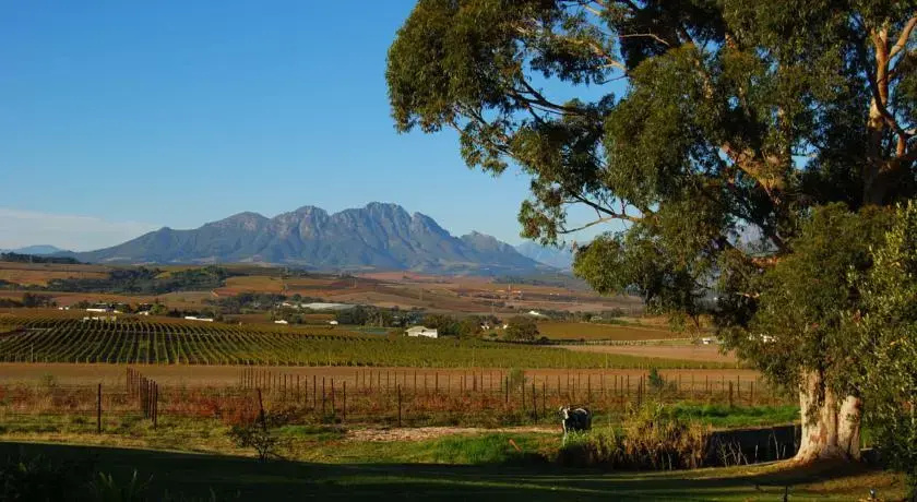 Allegria Guesthouse Vineyard