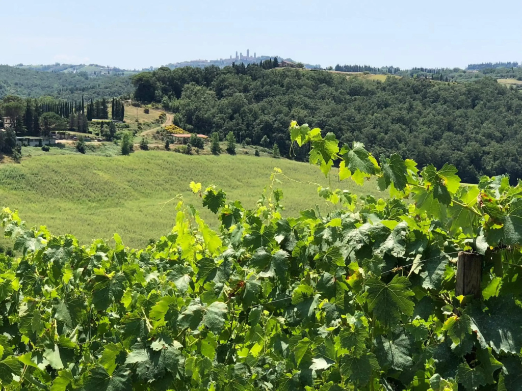Agriturismo LOlmo