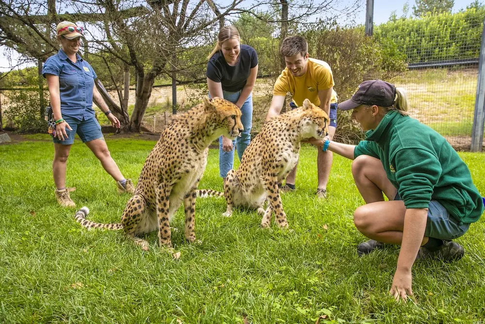 Jamala Wildlife Lodge - Chambres