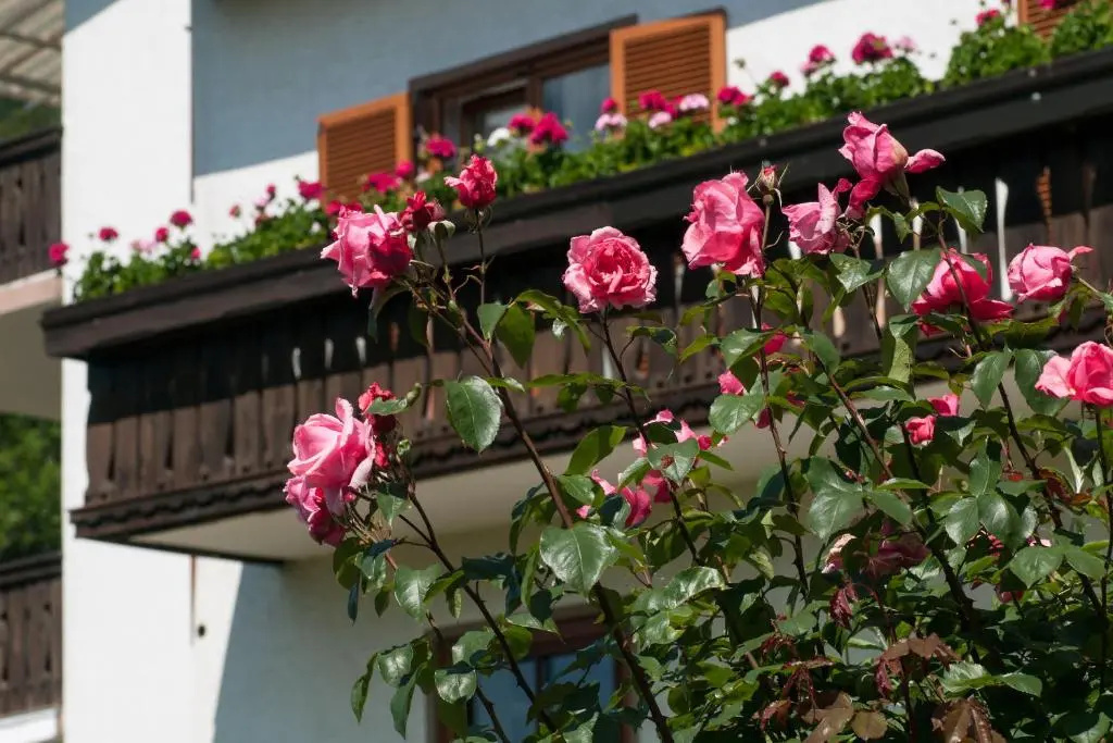 Schützenhof - Chambres