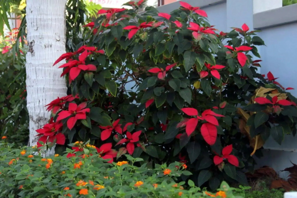 Thao Ha Hotel - фото 32