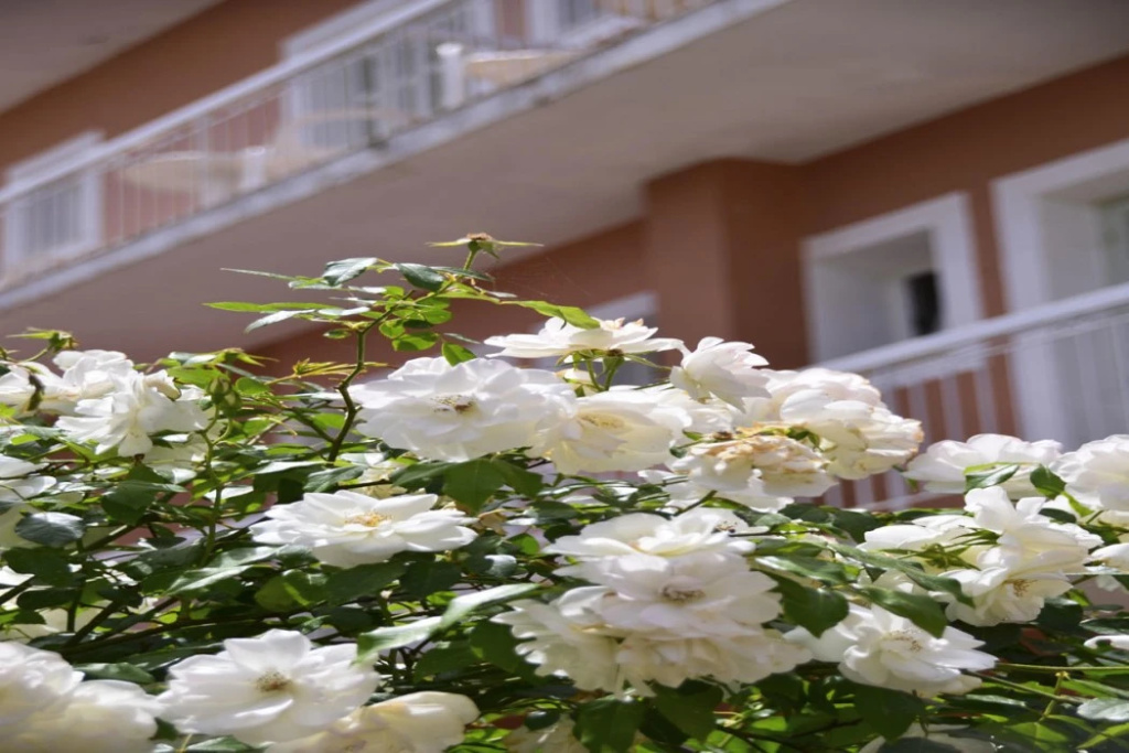 Sirene Beach Hotel - All Inclusive