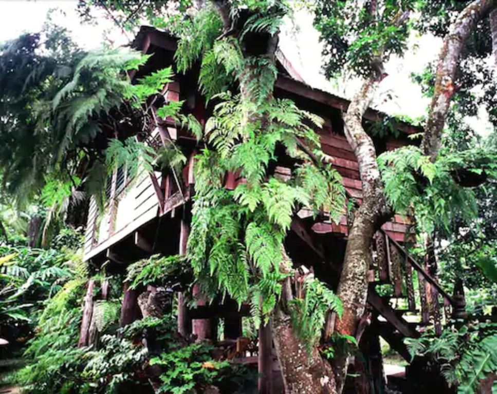 Fern Paradise