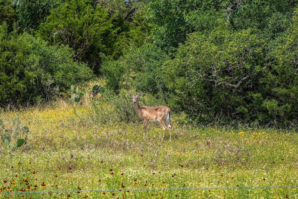 Century Oak Casita By Remi's Ridge & Hayes Hollow 1 Bedroom Duplex - фото 5