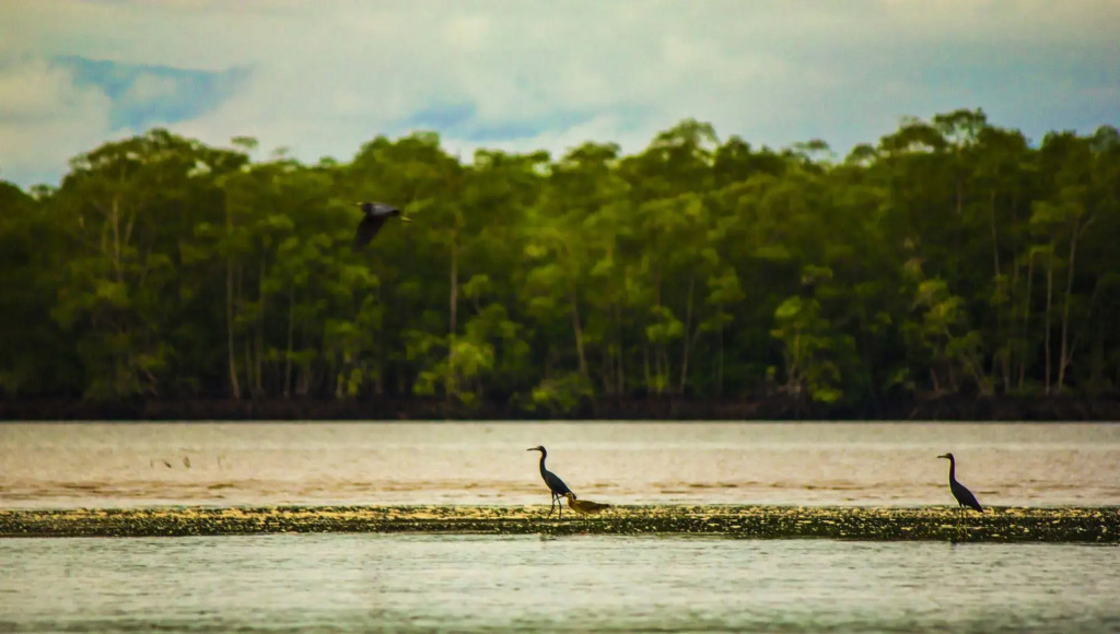 Isla Violin Eco Lodge - фото 13