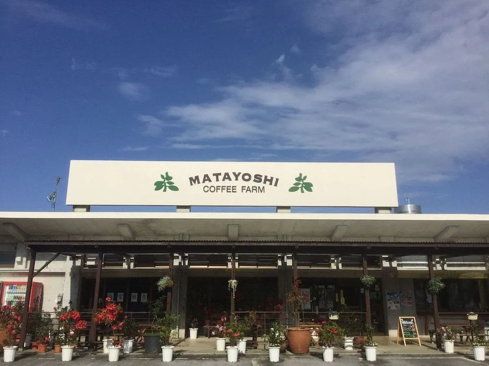 Matayoshi Coffee Farm