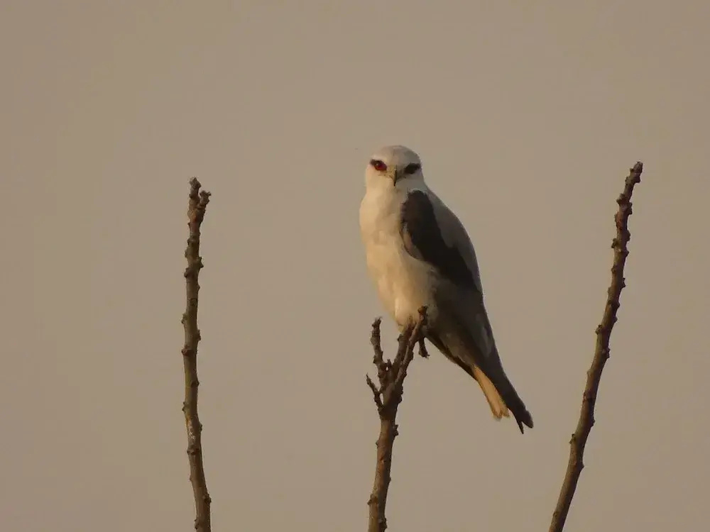 Kasara Resort - Chitwan National Park - Général