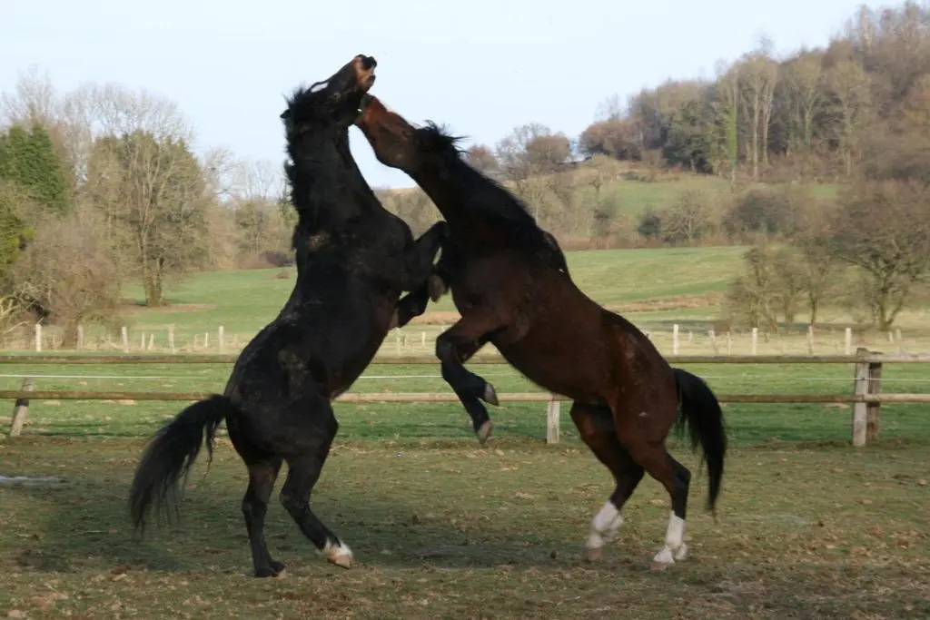 Le Gite Du Breux - фото 5