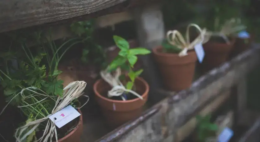 Pitypangosporta - фото 9