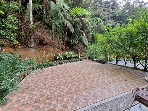 Arundina Cameron Highlands
