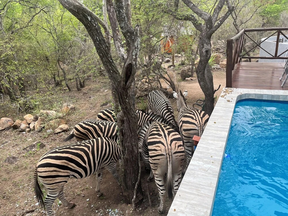 Kholiwe on Kruger Lodge