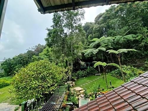 Arundina Cameron Highlands