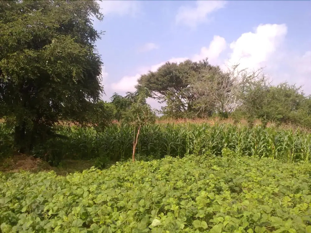 Wilpattu Dilsara Holiday Resort - фото 13