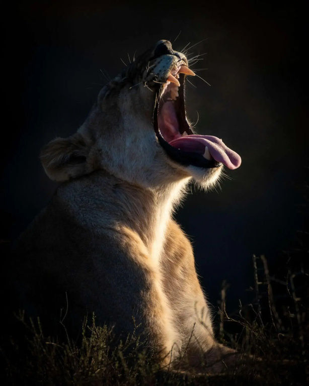 Shamwari Eagles Crag - фото 7