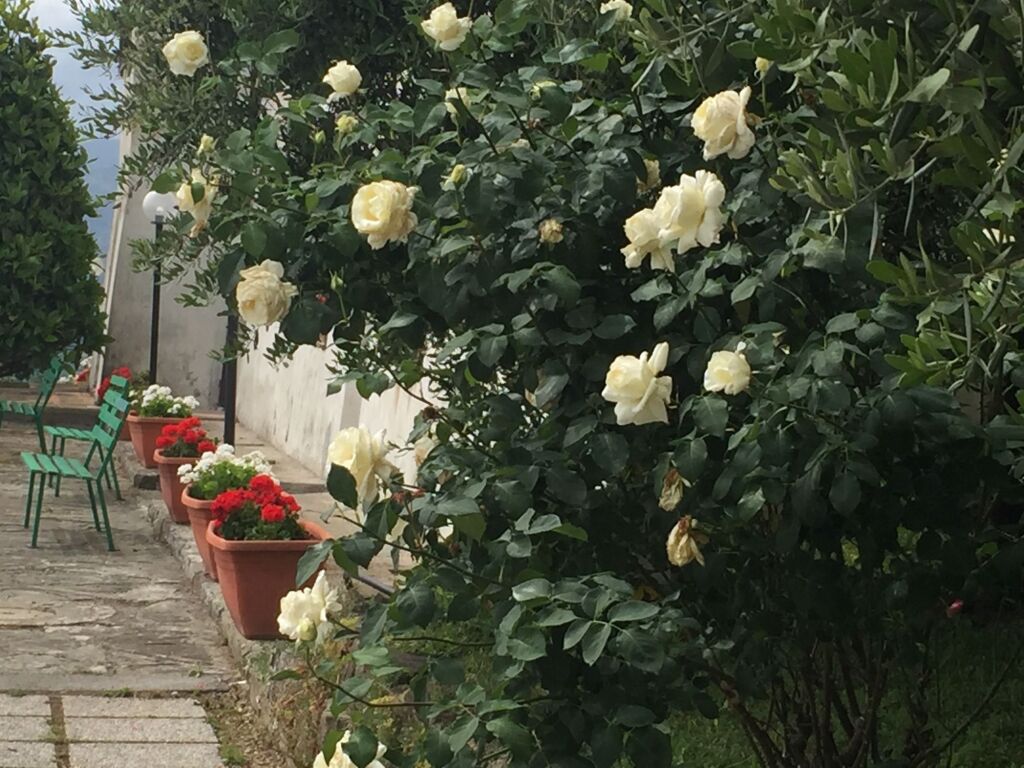 Image 16