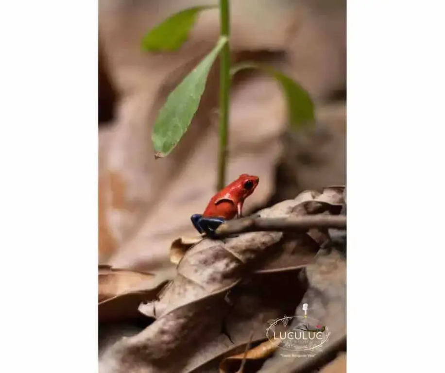 Cabaña Luculuc Garden & Forest - фото 16