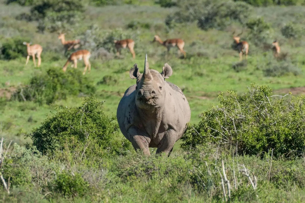 Shamwari Eagles Crag - фото 48