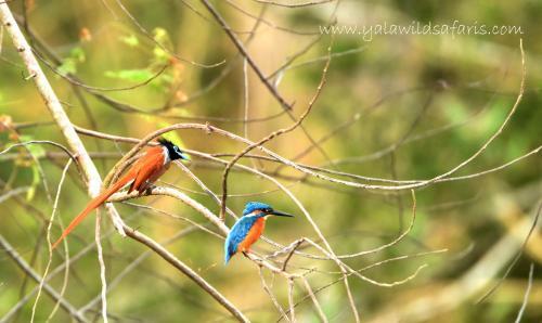 Ceylon Wild Safaris Yala