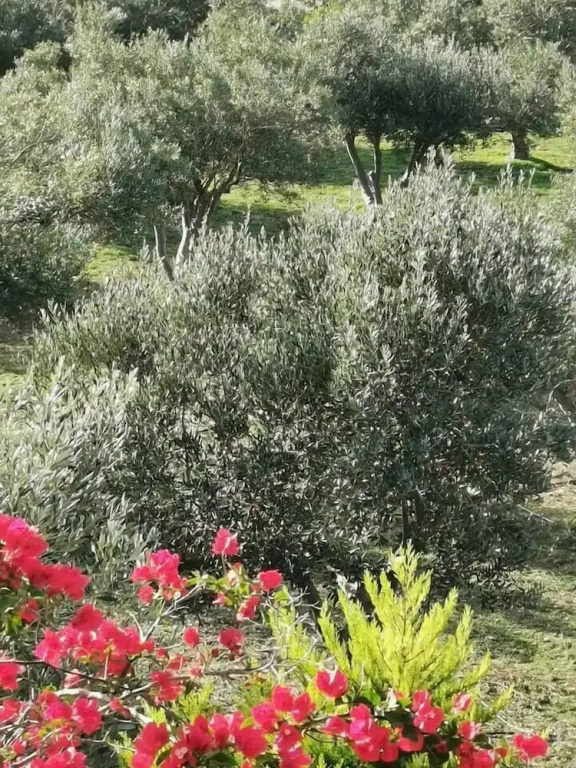Elysian Villas Ios