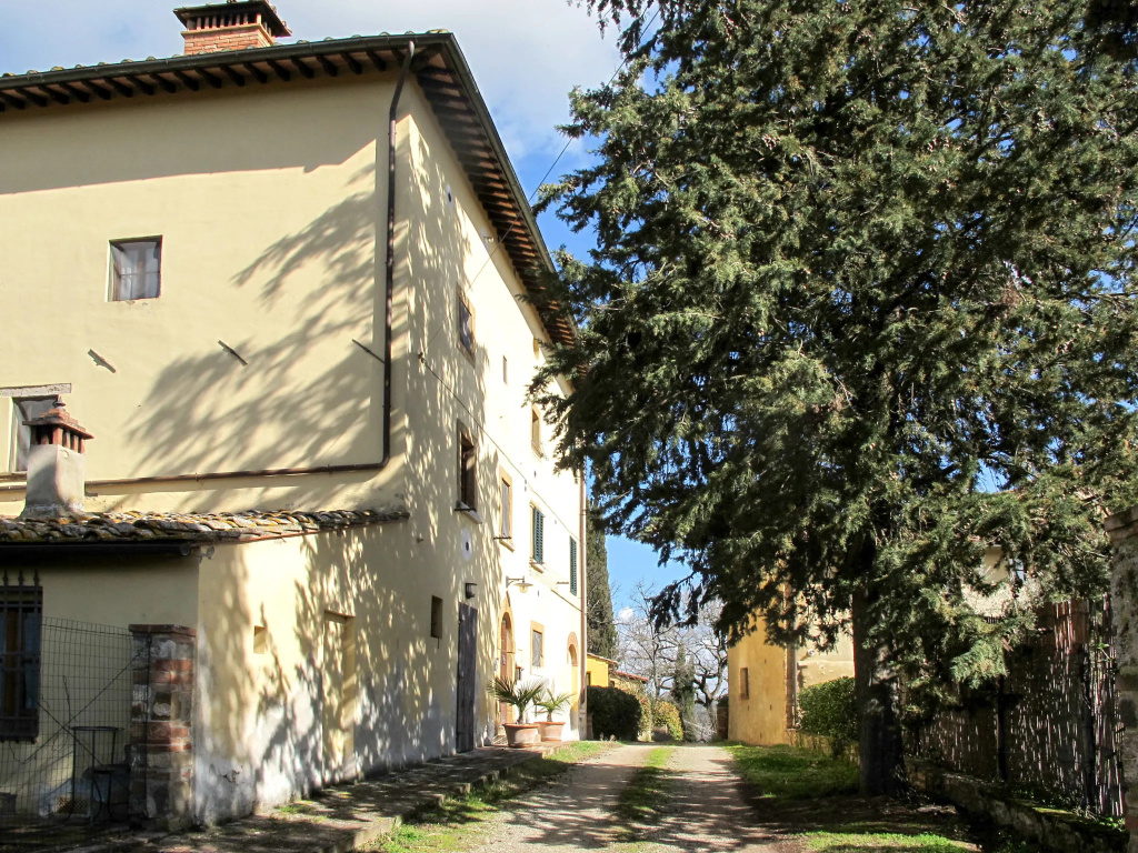 Giuggiolo 6