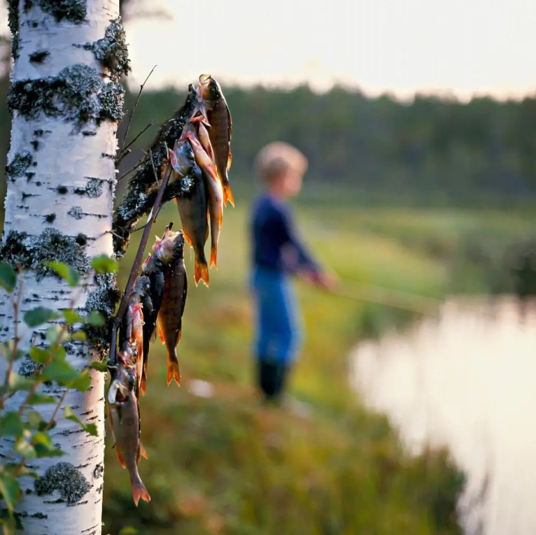 Fjällfrid Stugor