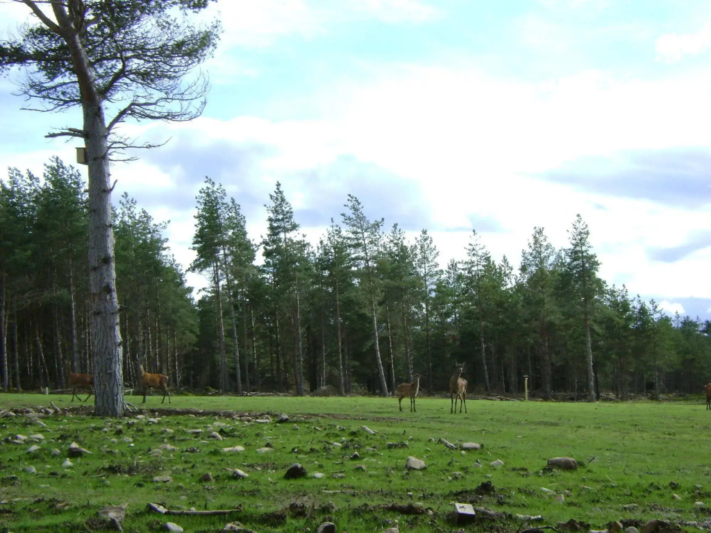 Dinichean House - Général